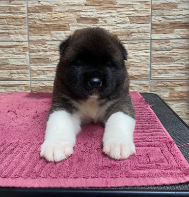 CHIOT 4