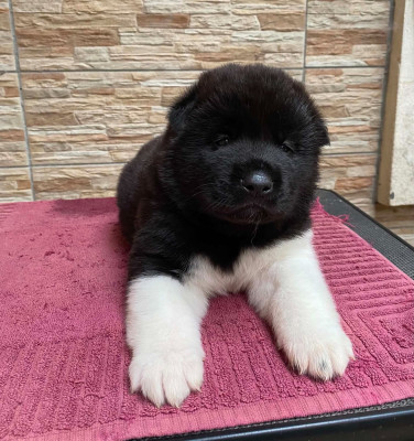 CHIOT 2
