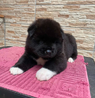 CHIOT 1