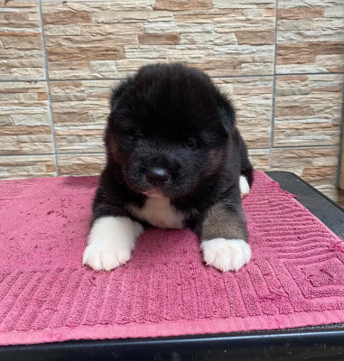 CHIOT 3
